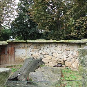 Zoo Praha - African Brush-Tailed Porcupine exhibit