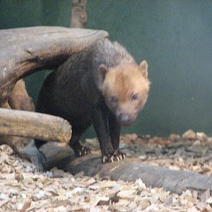 Zoo Praha - Bush Dog