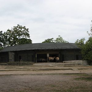 Zoo Praha - Przewalskis Horse stable and part of the paddock
