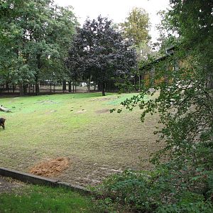 Zoo Praha - Lowland Anoa paddock