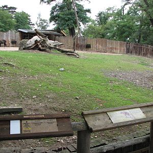 Zoo Praha - Mishmi Takin paddock
