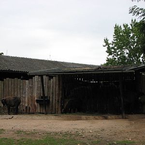 Zoo Praha - Mishmi Takin paddock