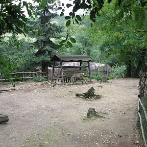 Zoo Praha - Reindeer paddock