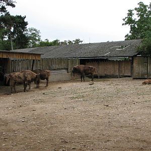 Zoo Praha - European Bison paddock