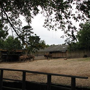 Zoo Praha - European Bison paddock