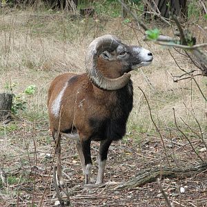 Zoo Praha - Mouflon buck