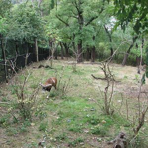 Zoo Praha - Mouflon paddock