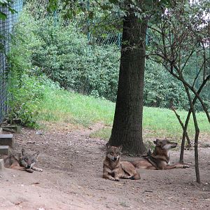 Zoo Praha - Wolves