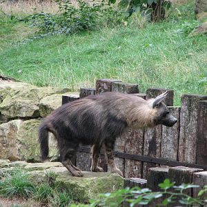 Zoo Praha - Brown Hyena