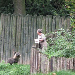 Zoo Praha - Brown Hyena feeding