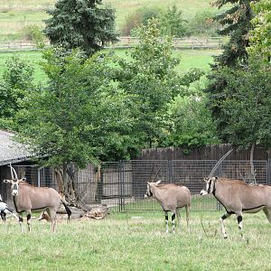 Zoo Praha - Beisa Oryx paddock