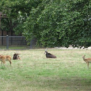 Zoo Praha - Sable Antelope paddock