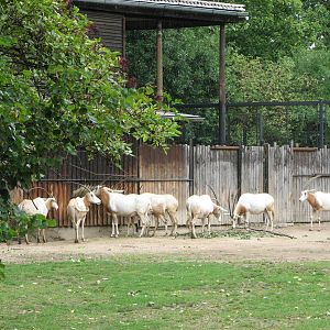 Zoo Praha - Scimitar-horned Oryx paddock