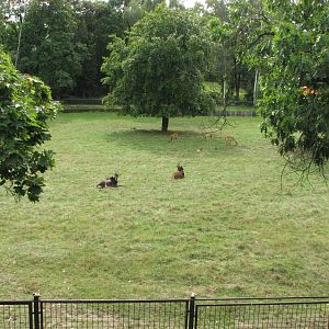 Zoo Praha - Large Sable Antelope paddock