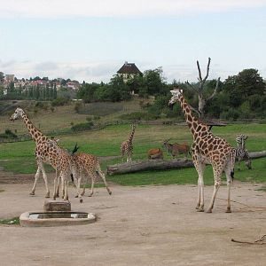 Zoo Praha - Savannah