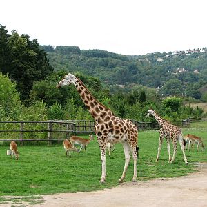 Zoo Praha - Savannah