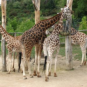 Zoo Praha - Giraffes in the Savannah