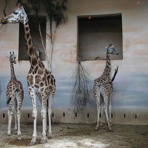 Zoo Praha - Giraffes indoors
