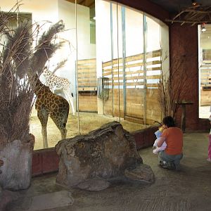 Zoo Praha - Visitors viewing the giraffes indoors