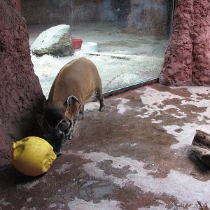 Zoo Praha - Red River Hog playing