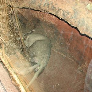 Zoo Praha - Aardvark sleeping