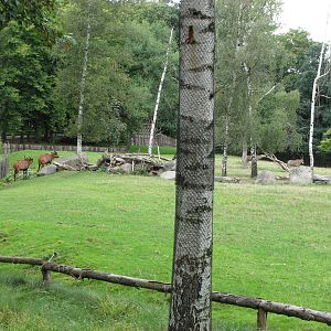 Zoo Praha - Bongo paddock
