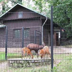 Zoo Praha - Another Sitatunga enclosure