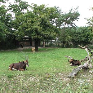 Zoo Praha - Sable Antelope paddock