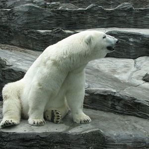 Zoo Praha - Polar Bear