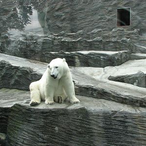 Zoo Praha - Polar Bear