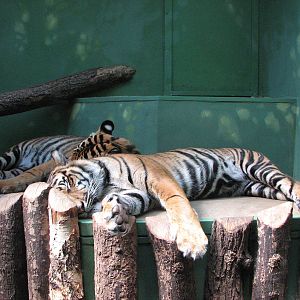 Zoo Praha - Sumatran Tiger cubs