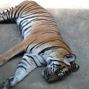 Zoo Praha - Malayan Tiger?