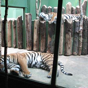 Zoo Praha - Indoor Tiger exhibit