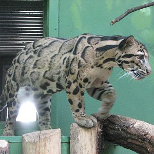 Zoo Praha - Clouded Leopard