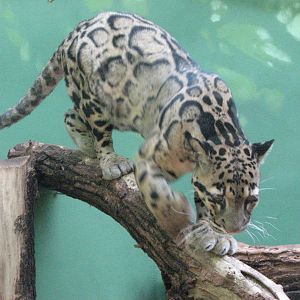 Zoo Praha - Clouded Leopard