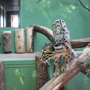Zoo Praha - Clouded Leopard