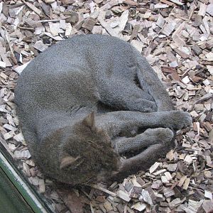 Zoo Praha - Jaguarundi in the South America House