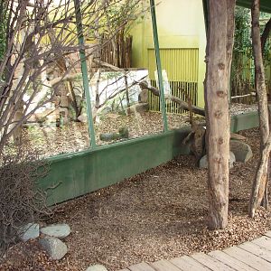 Zoo Praha - Inside the Big Cat House