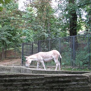Zoo Praha - Kulan