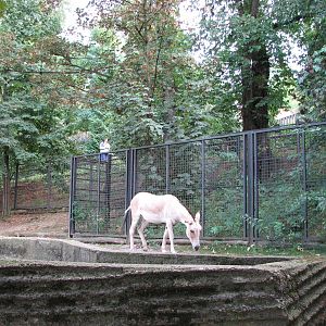 Zoo Praha - Kulan paddock