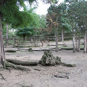 Zoo Praha - Wapiti paddock