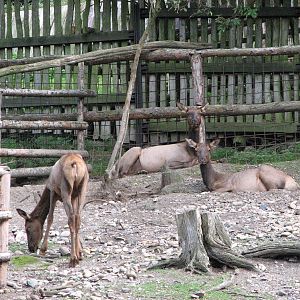 Zoo Praha - Wapiti does