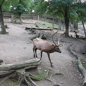 Zoo Praha - Wapiti buck