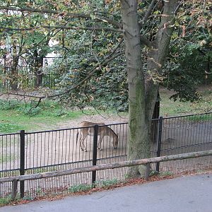 Zoo Praha - Kulan paddock seen from a hill