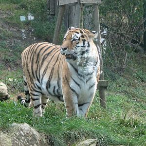 Zoo Praha - Siberian Tiger