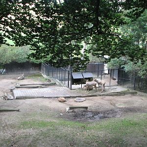 Zoo Praha - Père Davids Deer paddock