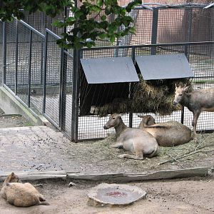Zoo Praha - Père Davids Deer does