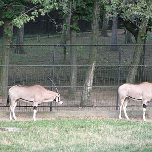 Zoo Praha - Beisa Oryx