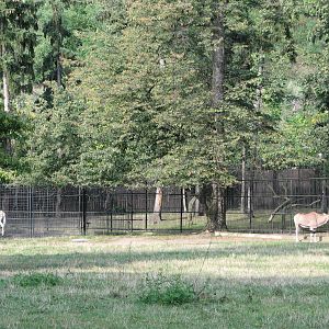 Zoo Praha - Beisa Oryx paddock