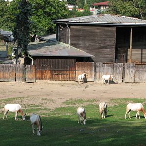Zoo Praha - Scimitar-Horned Oryx paddock